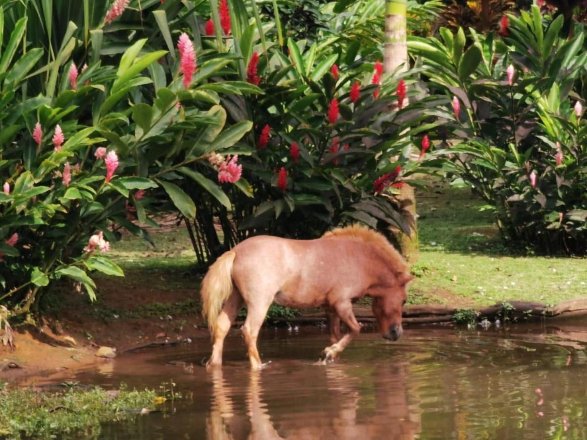 Blue River Resort & Hot Springs Liberia Kültér fotó